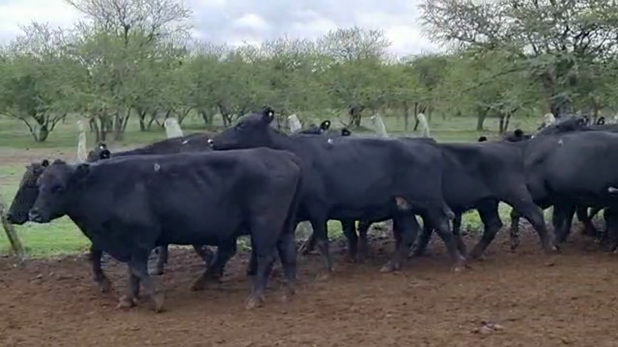 Lote 35 Vacas nuevas C/ gtia de preñez en San José de Feliciano, Entre Ríos