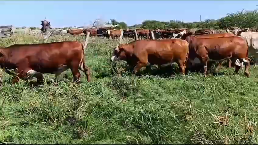 Lote 47 Novillos en Corrientes, Mercedes