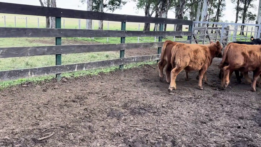 Lote TERNEROS