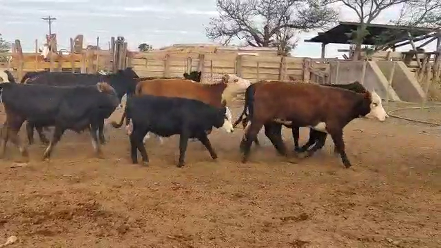 Lote 60 Terneras en Quimilí, Santiago del Estero