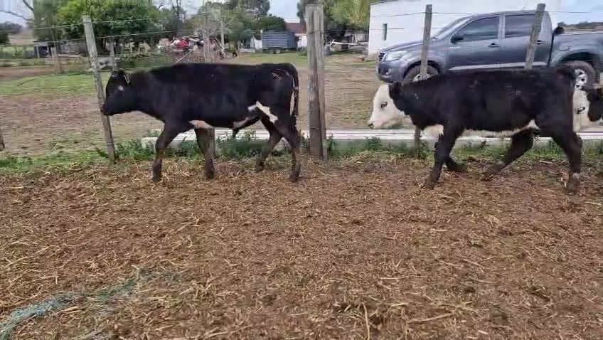 Lote 12 Terneros a remate en Pantalla Camy, San José