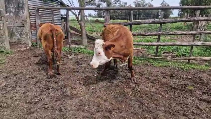 Lote 2 Vaca a remate en Pantalla Camy 300kg - , San José