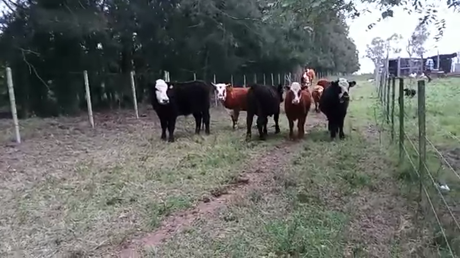 Lote 11 Novillos CRUZA a remate en PANTALLA CAMY 330kg - , San José