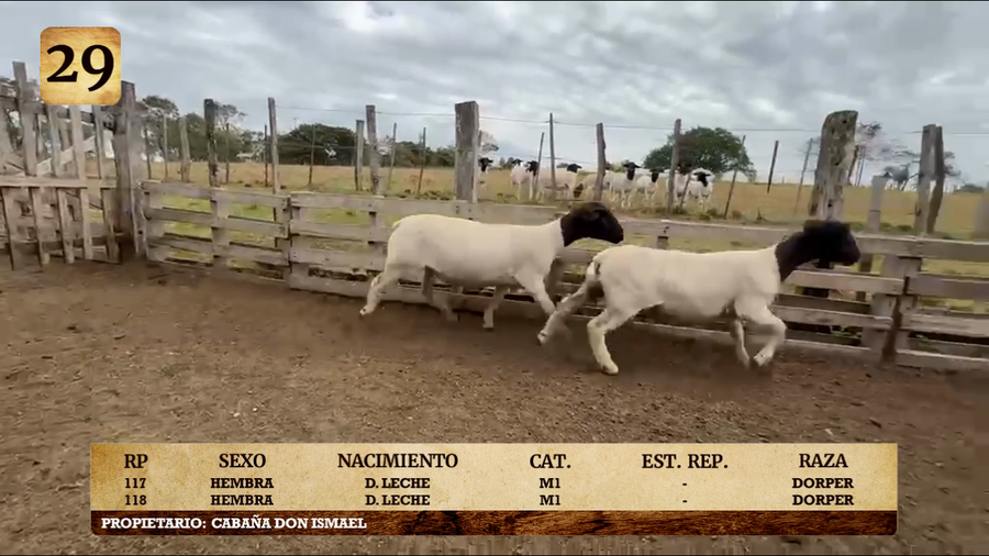 Lote LOTE 29