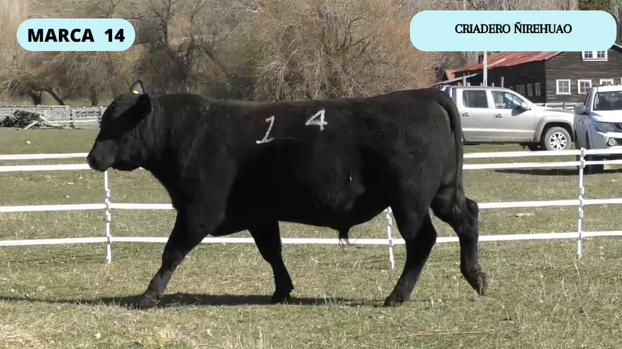 Lote 1 Toro en Coyhaique, XI Región Aysén