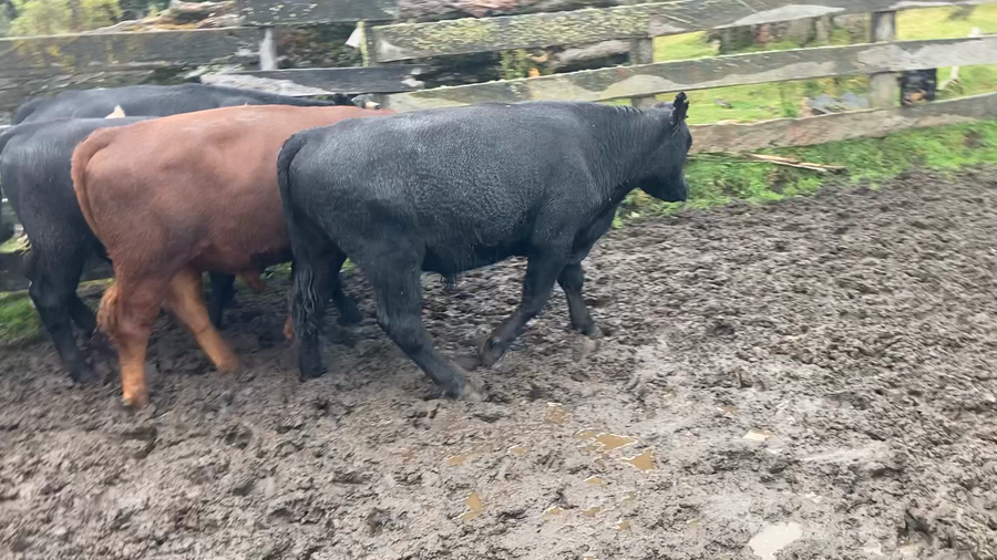 Imagen 2 del Lote Lote 18 Novillo Engorda en XI Región Aysén, Chile Chico