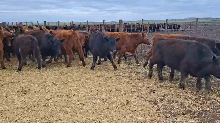 Lote 188 Terneros en Buenos Aires, Tandil