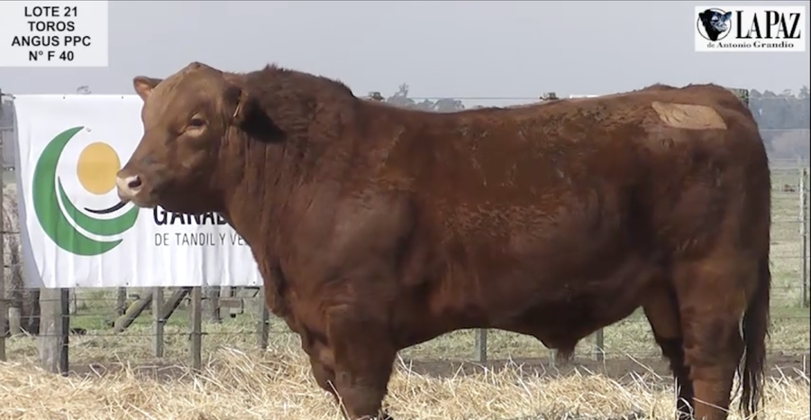 Lote TOROS PUROS POR CRUZA