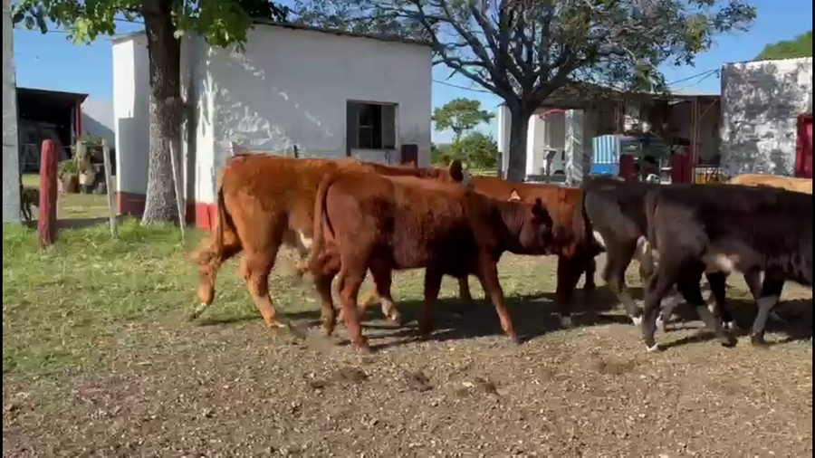 Lote TERNEROS Y TERNERAS