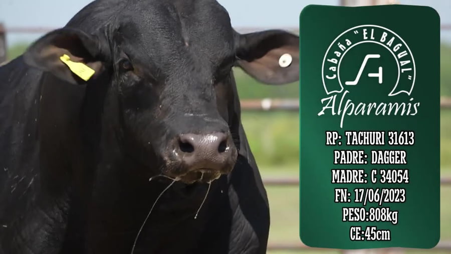 Lote Toro