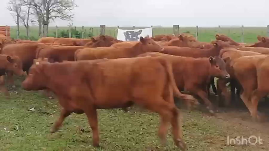 Lote 60 Novillitos
