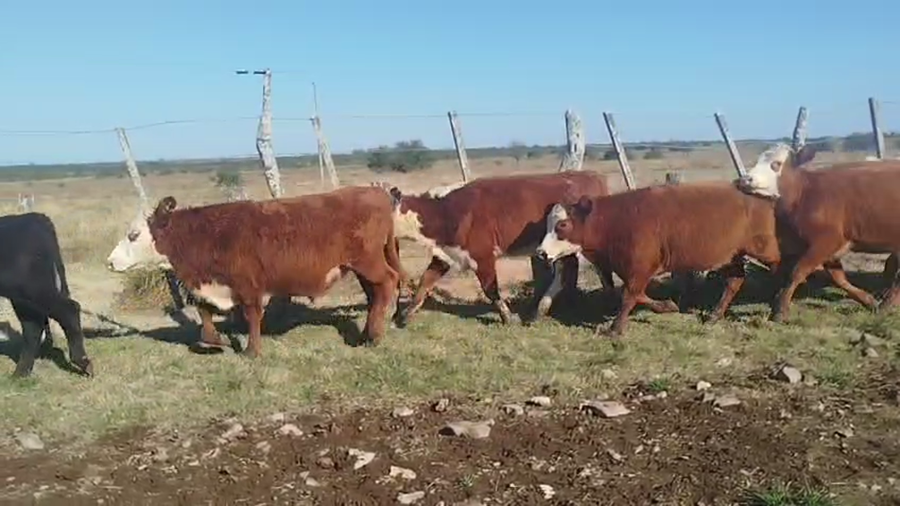 Lote 70 Terneros/as en Corrientes, Curuzú-Cuatiá
