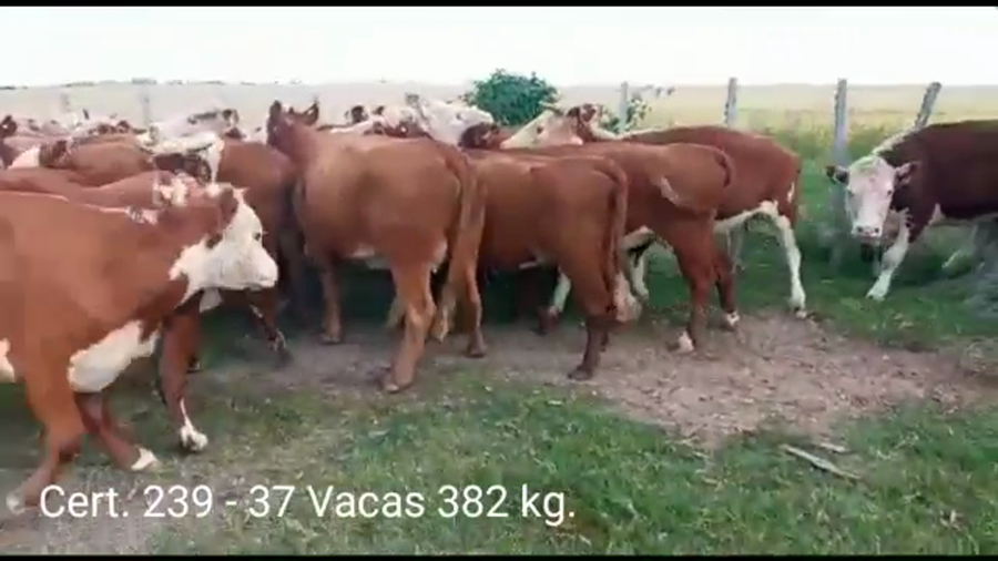 Lote VACAS INVERNADA