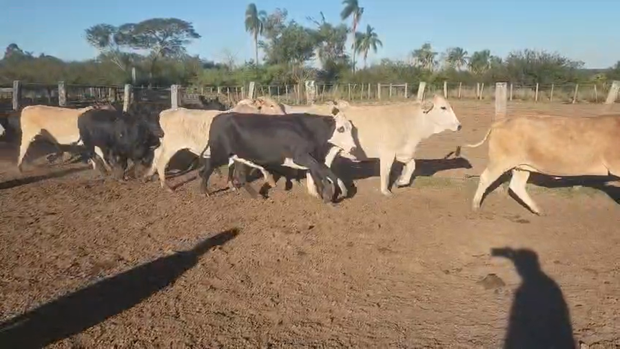 Lote 20 Vaquillonas
