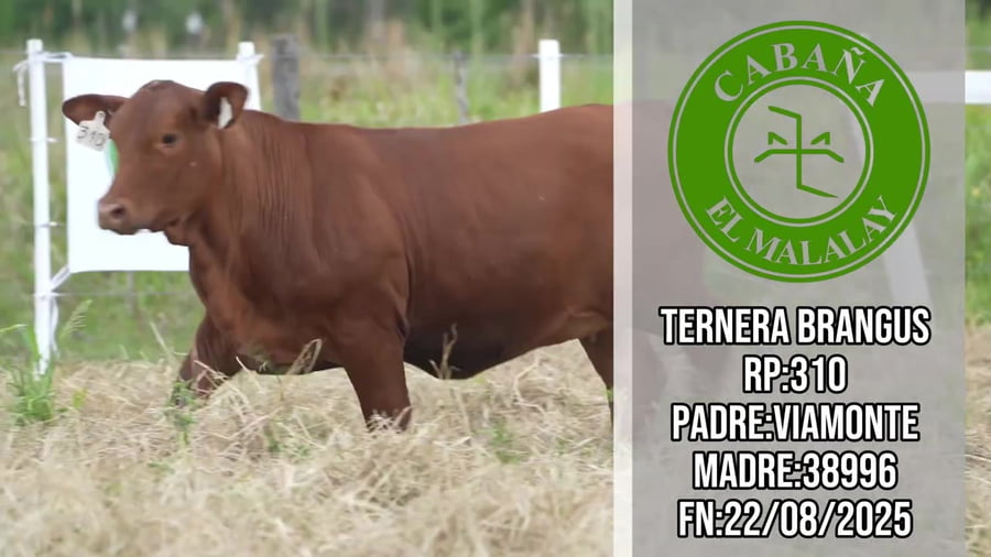 Lote Ternera