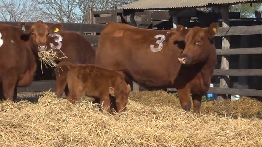 Lote Vaquillas  con Crias Me Ken