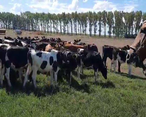 Lote 86 Terneros de Recría