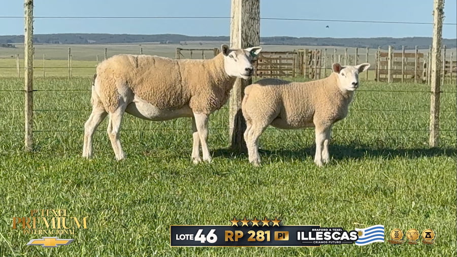 Lote Ovejas a remate en 1º Texel Premium Internacional, Canelones