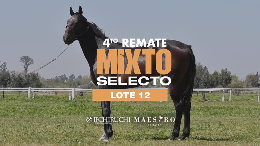 Lote HOPE FEVER