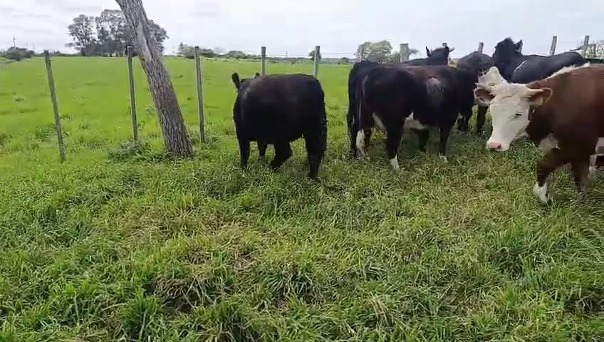 Lote 9 Vaquillonas  a remate en Pantalla Camy, San José