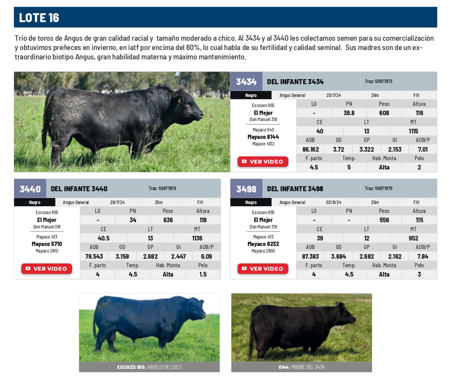 Lote Lote 16