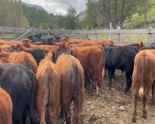 Lote 100 Novillo Engorda en Coyhaique, XI Región Aysén