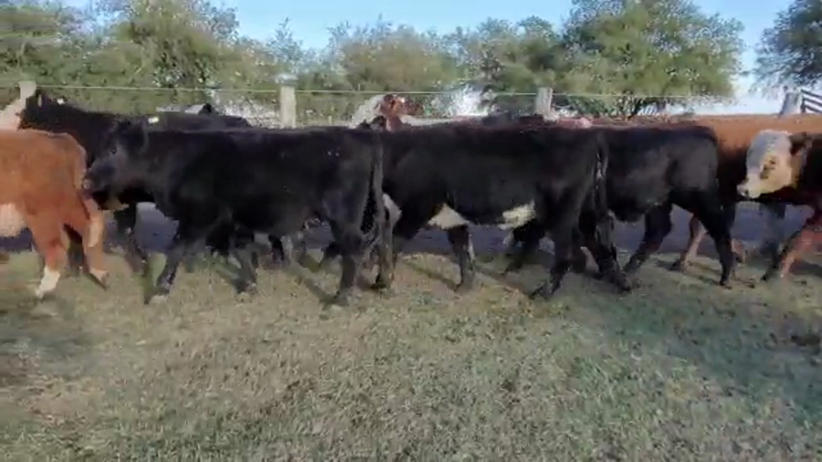 Lote 35 Terneros/as en Villaguay, Entre Ríos