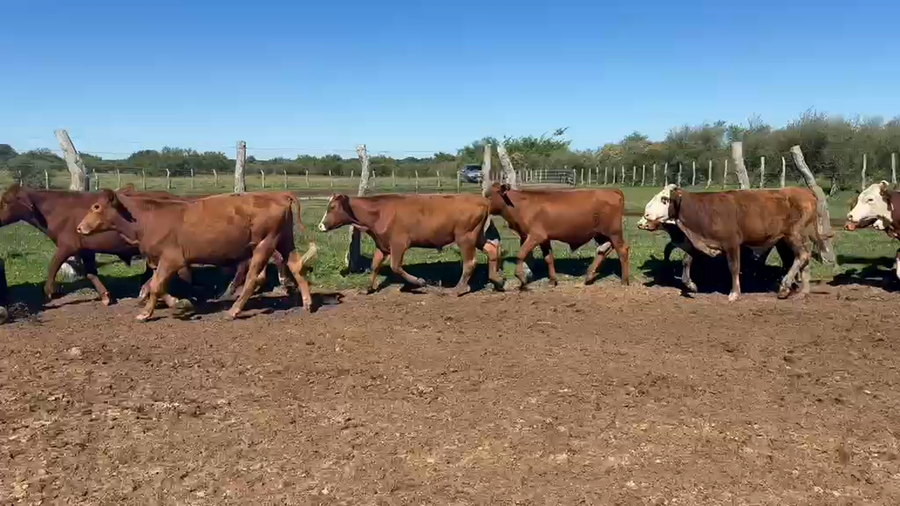 Lote 102 Terneros en Corrientes, Perugorría