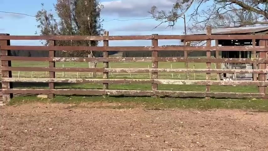 Lote 10 Vaquillonas  a remate en Toros Para Vaquillonas, Durazno
