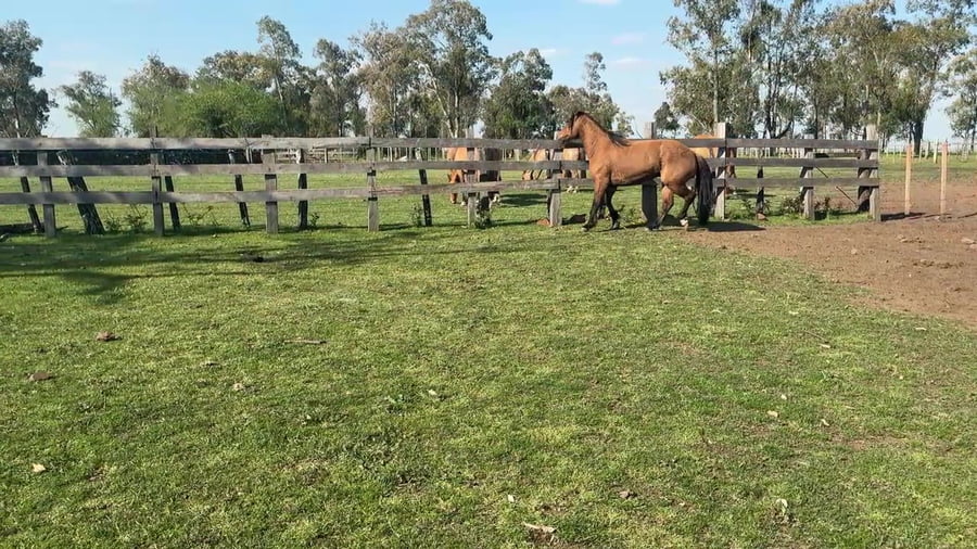 Lote Macho colorado manso