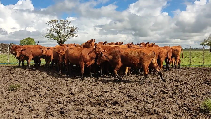 Lote Vacas PO entoradas