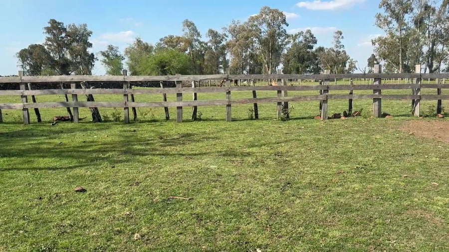 Lote Macho gatiado manso
