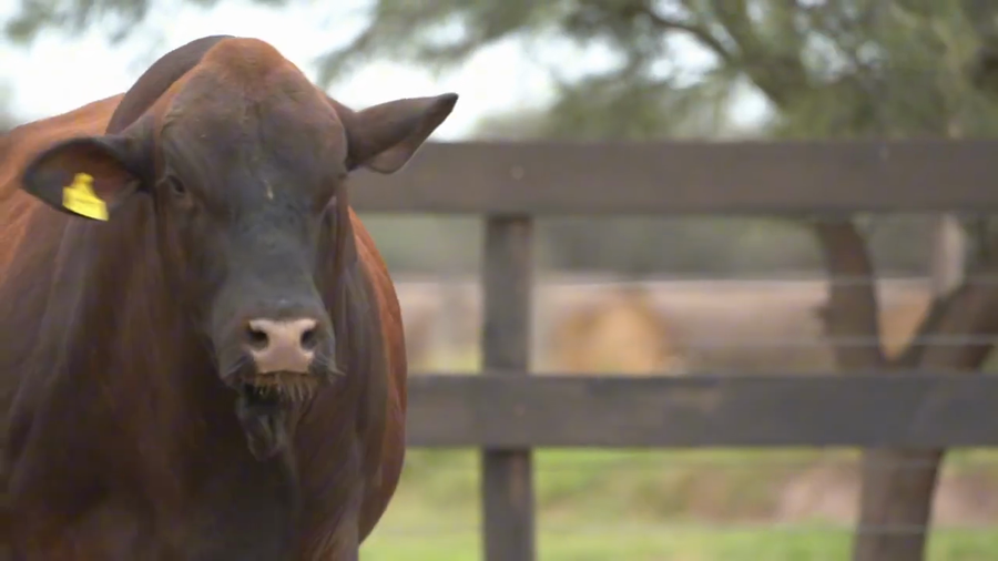Lote Toros Brangus