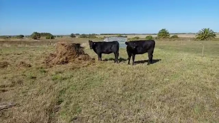 Lote 2 Vaquillonas  Angus a remate en Pantalla Camy en Libertad