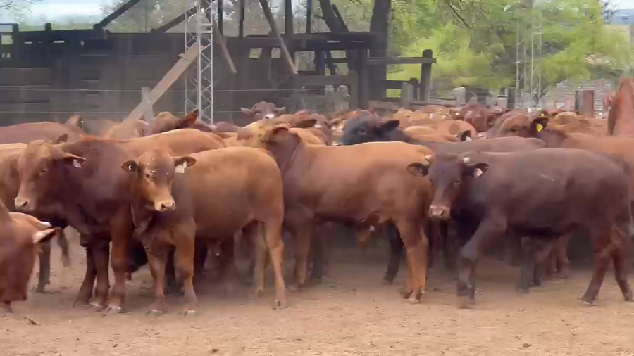 Lote 85 Mej Liviano en Salta, El Tala