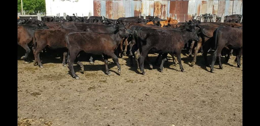 Lote 60 Terneras en Entre Ríos, Villaguay