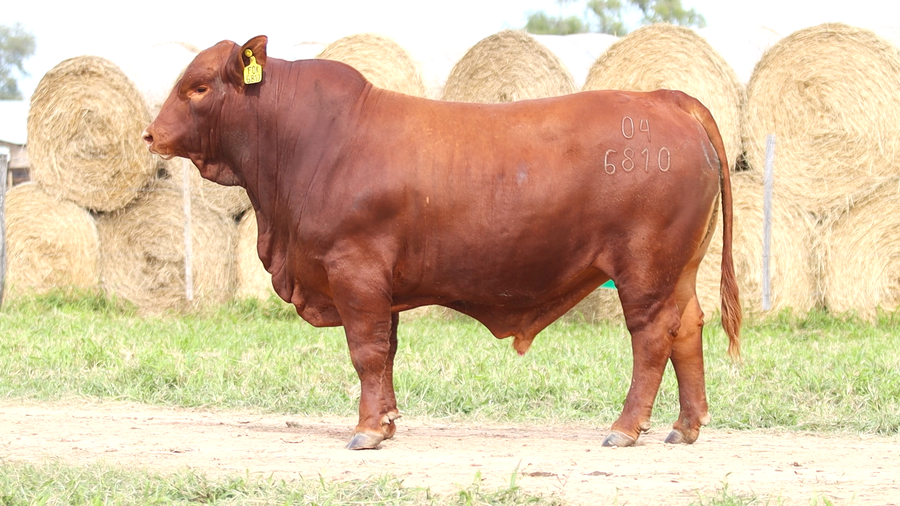 Lote LOTE 86
