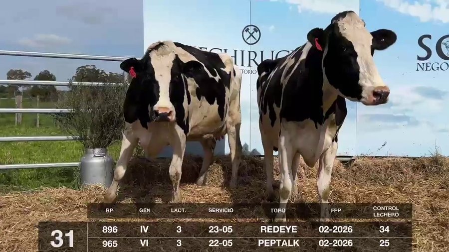 Lote VACAS EN PRODUCCIÓN PREÑADAS