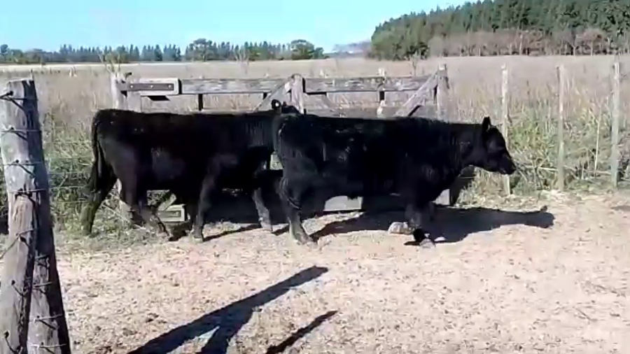 Lote 44 Terneros en Brandsen, Buenos Aires