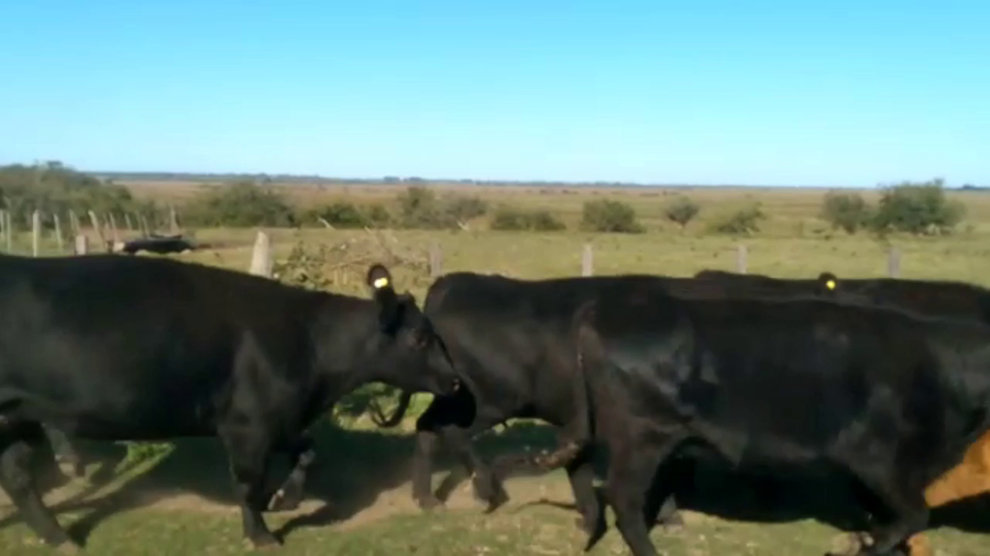 Lote 27 Vacas nuevas C/ cria en Baradero, Buenos Aires