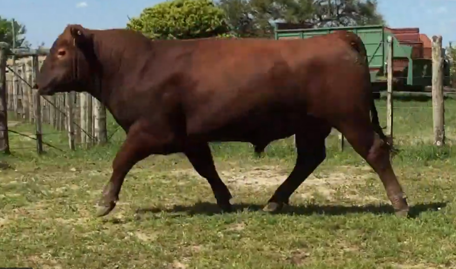 Lote Toros a remate en Cabaña Rebenque , Florida