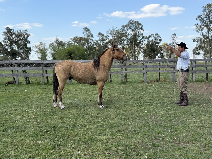 Lote Macho gatiado manso