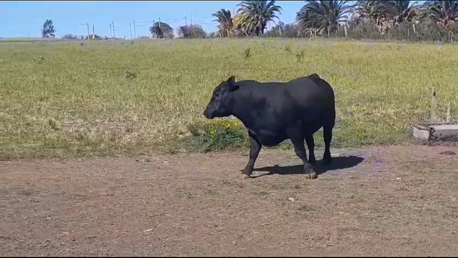 Lote TORO PI - RP 182