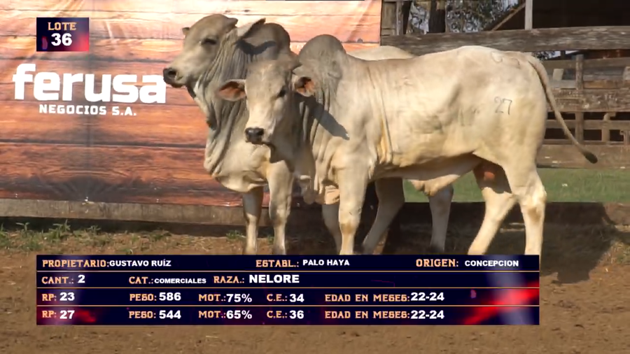 Lote GUSTAVO RUIZ - LOTE 36