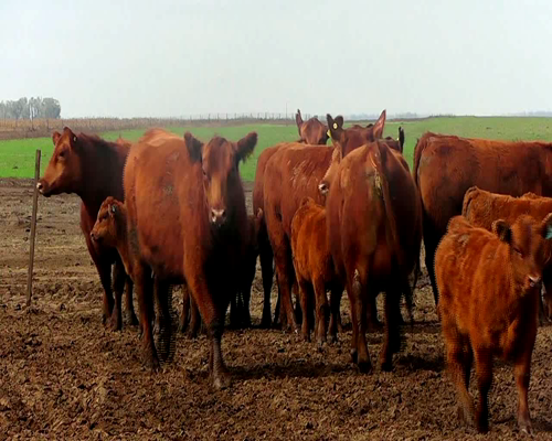 Lote VACAS ANGUS COL. MAS C/CRIA