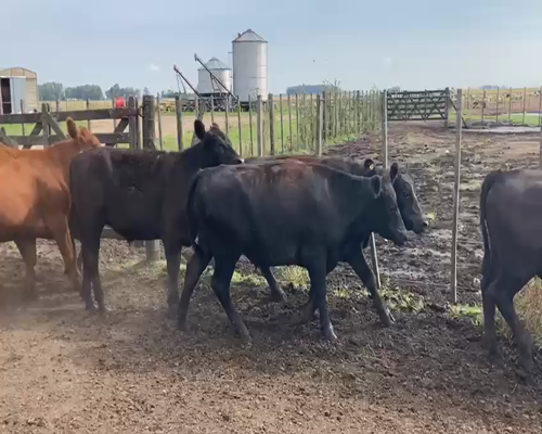 Lote 50 Novillitos en Azul, Buenos Aires