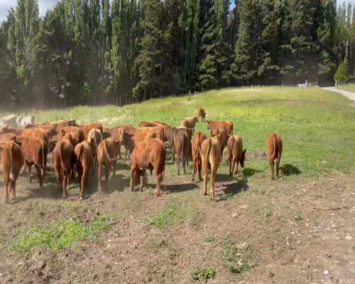 Lote 60 Novillo Engorda en Coyhaique, XI Región Aysén