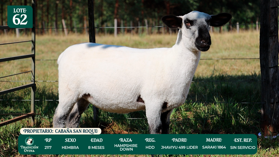 Lote LOTE 62