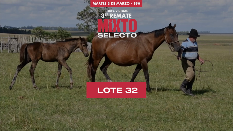 Lote GULOSEIMA (BRZ)