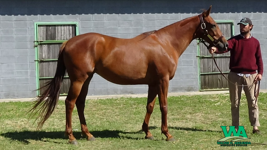 Lote LAY DESIRE